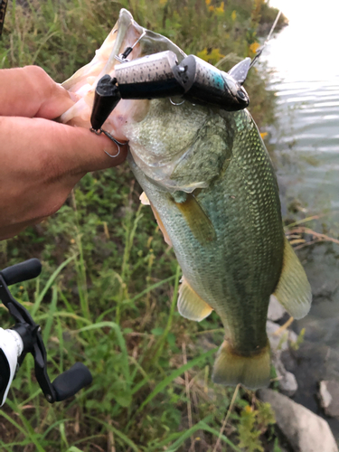 ブラックバスの釣果