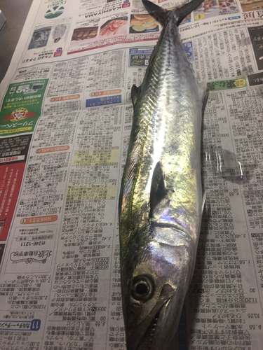 サゴシの釣果