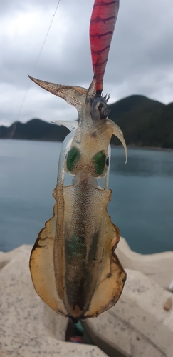 ミズイカの釣果