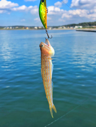 エソの釣果