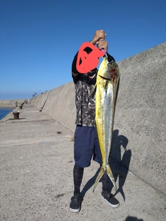 シイラの釣果