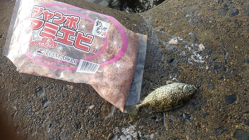 アイゴの釣果