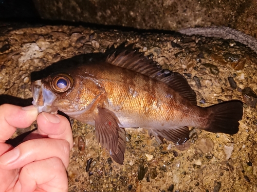 メバルの釣果