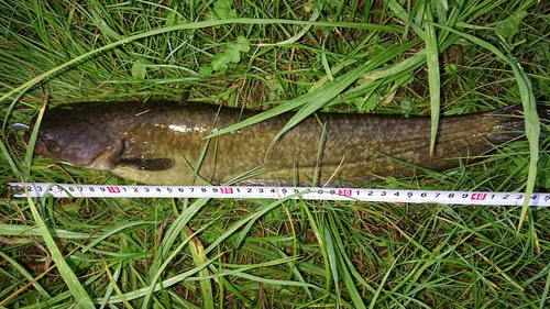 ナマズの釣果