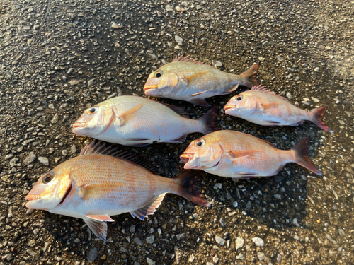 マダイの釣果