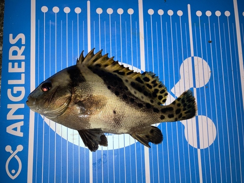 コショウダイの釣果