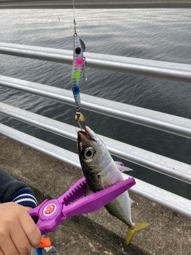 サバの釣果