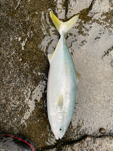 イナダの釣果