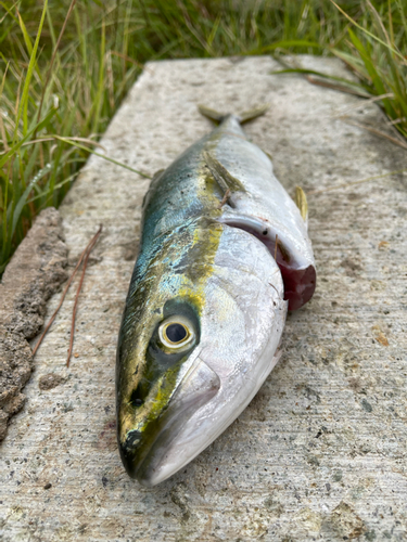 イナダの釣果