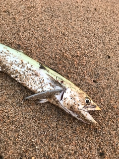 サゴシの釣果