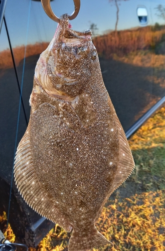 ヒラメの釣果