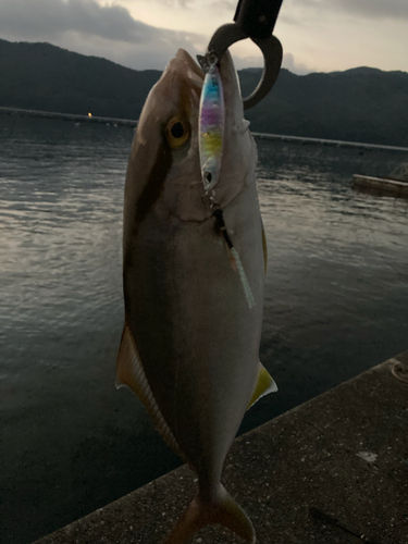 シオの釣果