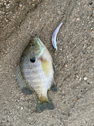 ブルーギルの釣果