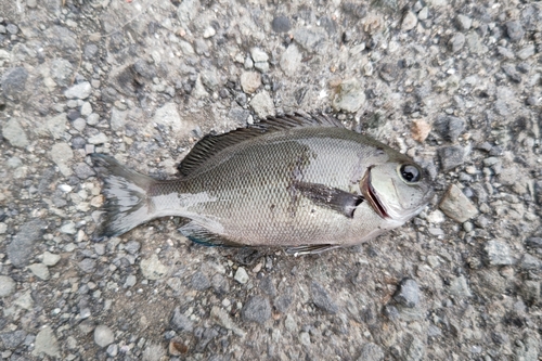 メジナの釣果