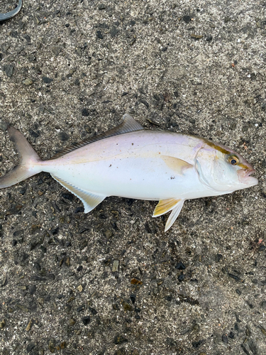 シオの釣果