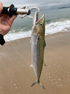 サゴシの釣果