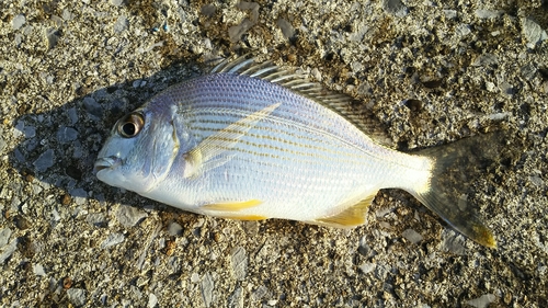 ヘダイの釣果