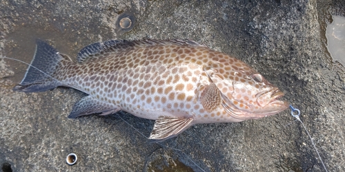 オオモンハタの釣果