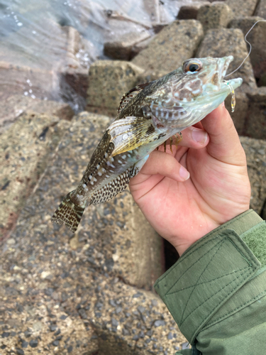 アナハゼの釣果