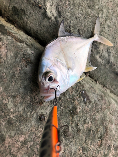 ロウニンアジの釣果