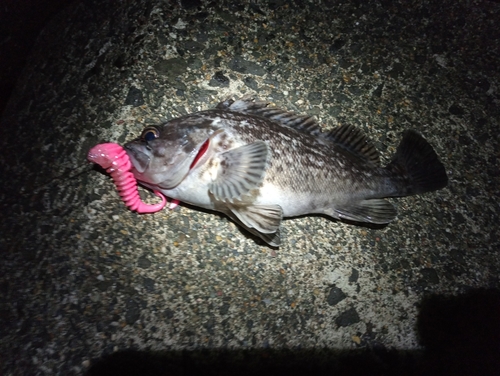 クロソイの釣果