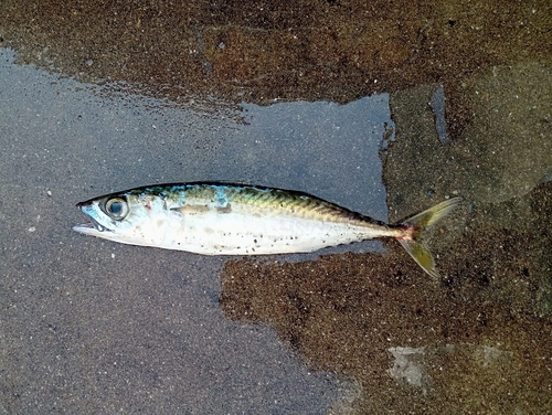 サバの釣果