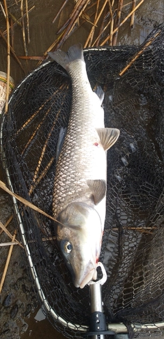 ニゴイの釣果