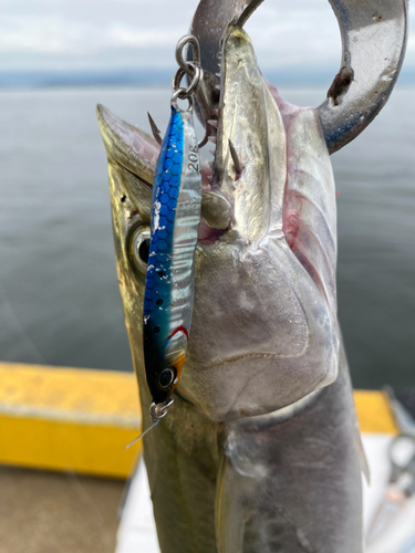 サゴシの釣果