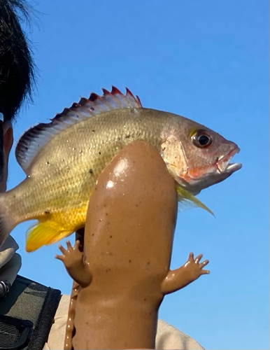 オキフエダイの釣果