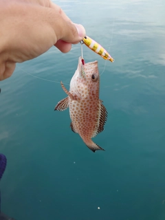 オオモンハタの釣果