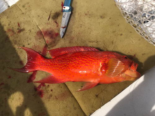 オジロバラハタの釣果