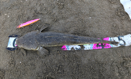 マゴチの釣果