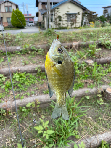 ブルーギルの釣果