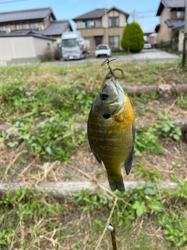 ブルーギルの釣果