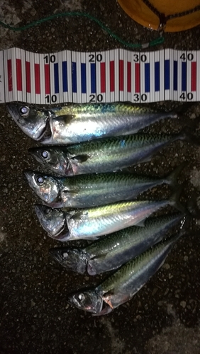 サバの釣果