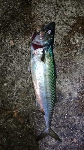 サバの釣果