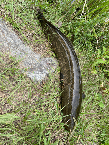 ライギョの釣果