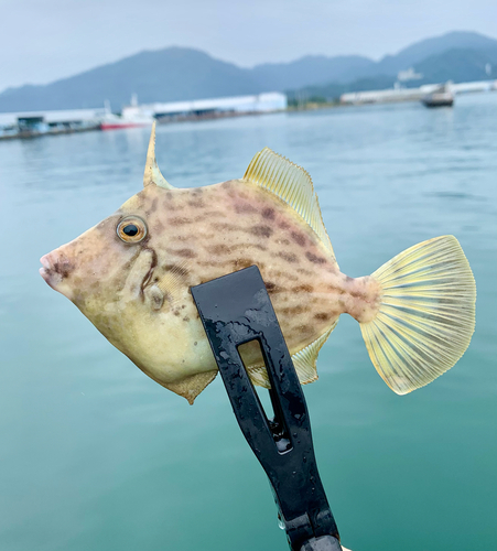 カワハギの釣果