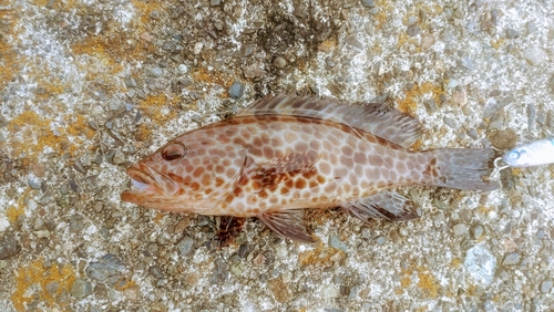 オオモンハタの釣果