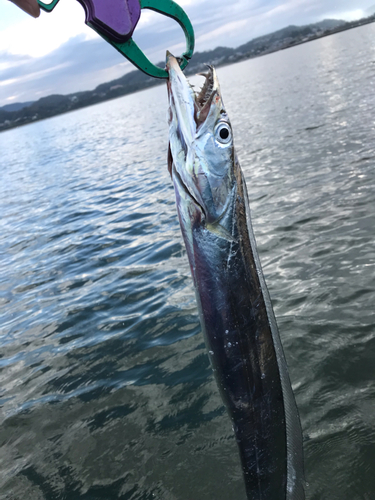 タチウオの釣果