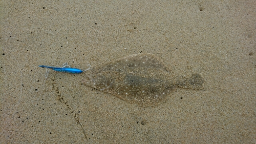 ソゲの釣果