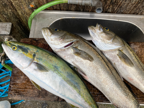 スズキの釣果