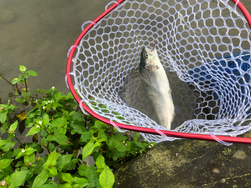 ニジマスの釣果