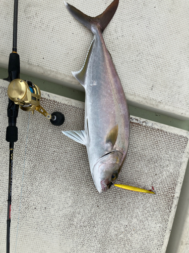 カンパチの釣果