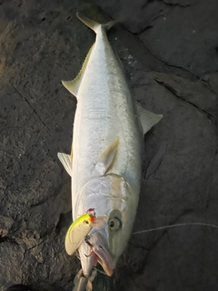 ヒラマサの釣果