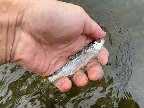 オイカワの釣果