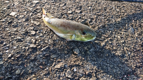 シロサバフグの釣果