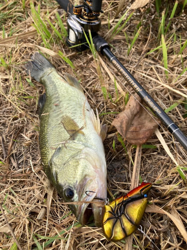 ブラックバスの釣果