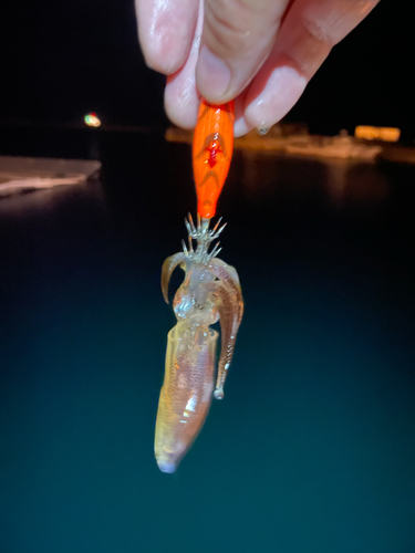 マメイカの釣果