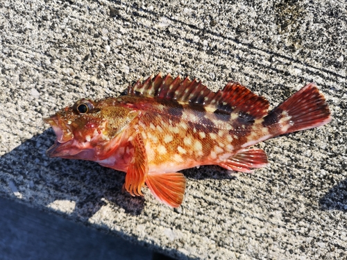 カサゴの釣果